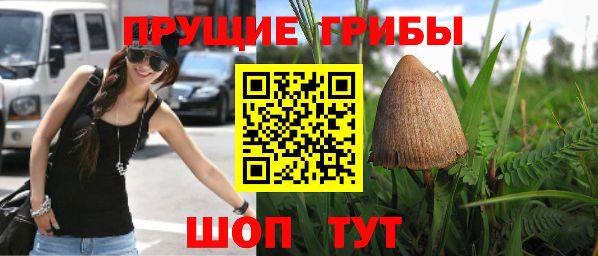 Псилоцибиновые грибы Psilocybine cubensis Сертолово